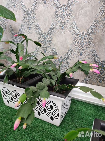 Декабрист шлюмбергера