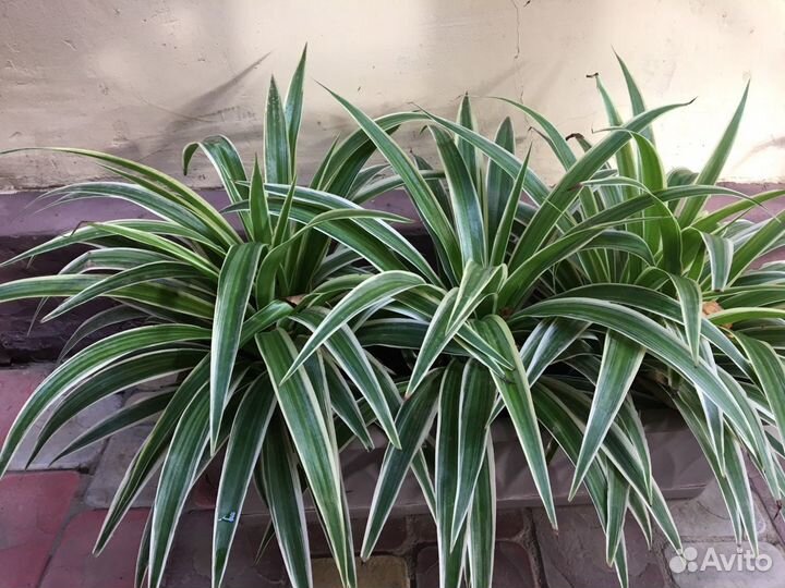 Панданус Хлорофитум