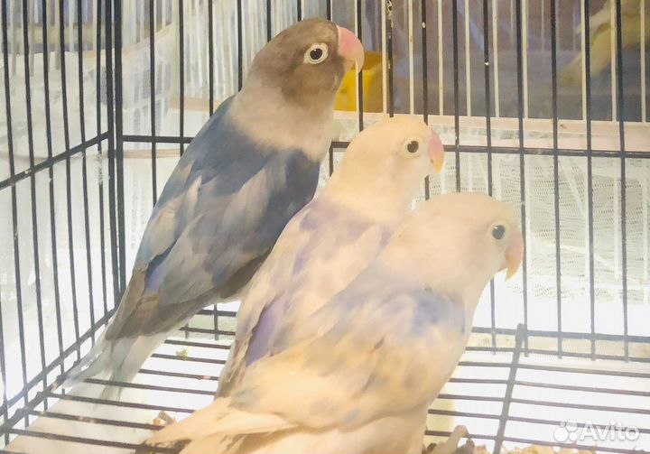 Попугаи неразлучники