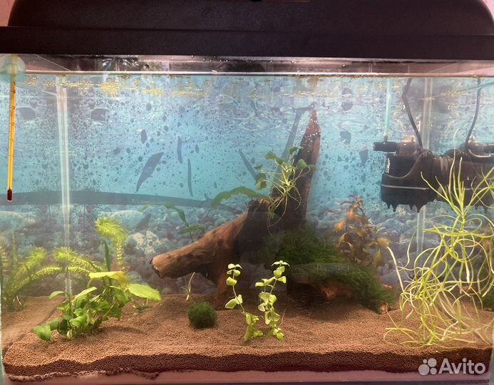 Аквариум