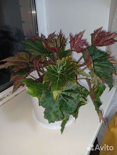 Продам цветы комнатные