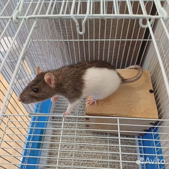 Крыса домашняя