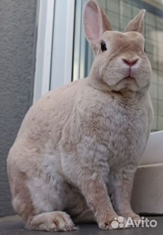 Крольчиха Карликовый Рекс, стерилизованная