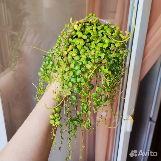 Комнатные цветы