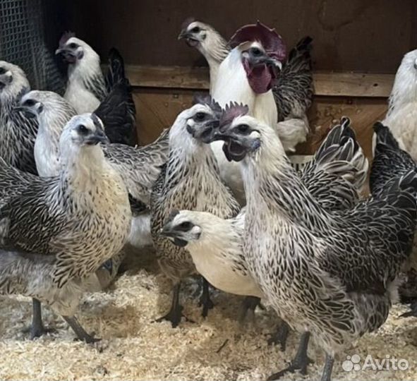 Куры лакеданзи