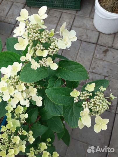 Гортензия метельчатая Пастель Грин