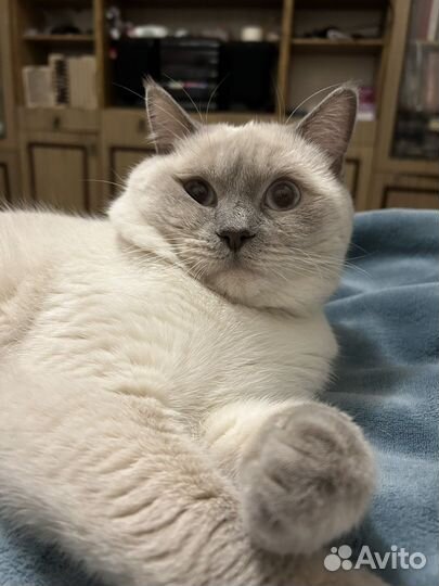 Коты для вязки