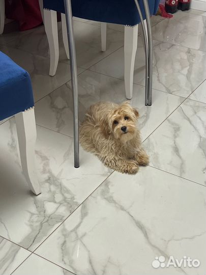 Мальтипу ф1 замечательный мальчик капучино