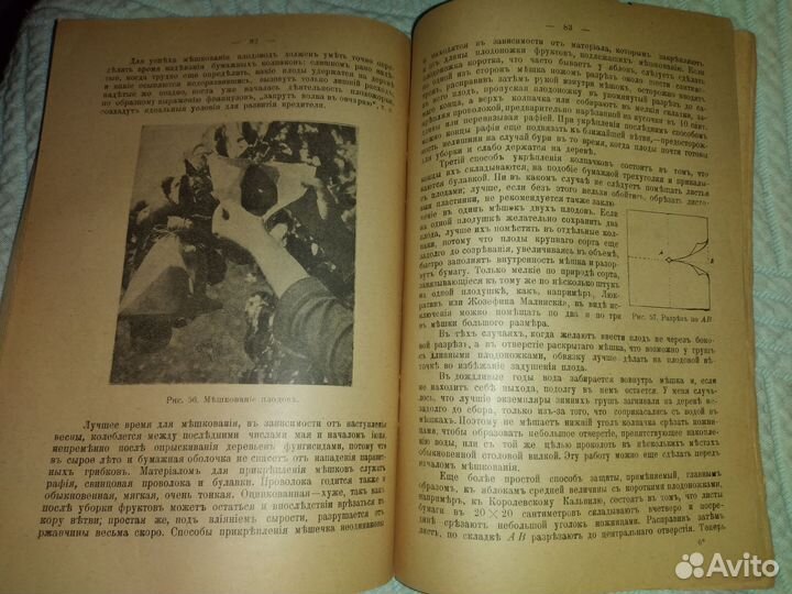 1917г Плодовый сад Яблоня и груша