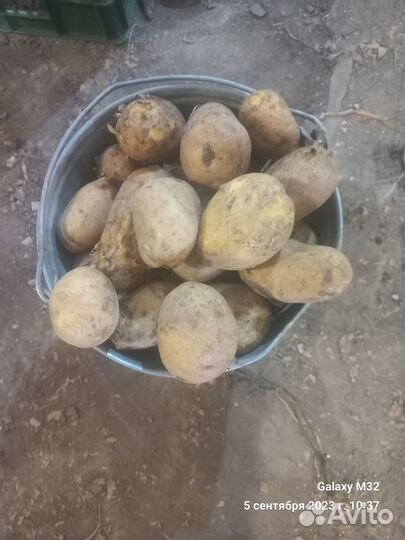 Продам картофель