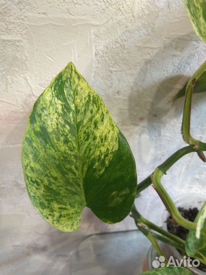 Сциндапсус (Марбл Квин)