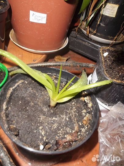 Миртовые и другие