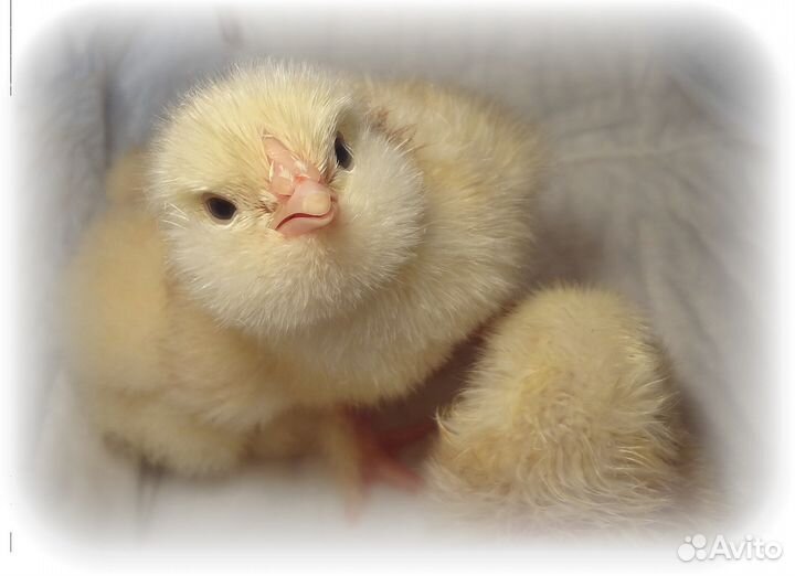 Яйца красивых кур