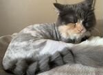 Кошечка Айза ищет котика