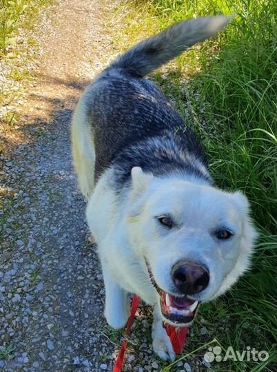 Собака ищет дом