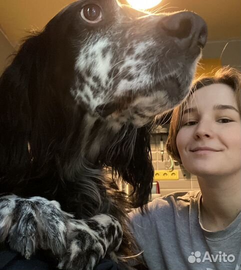 Передержка домашних животных, выгул собак