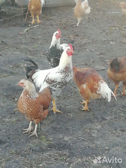 Петушки молодые