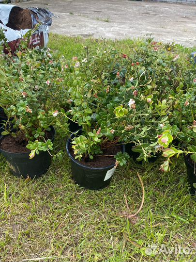 Рассада брусника