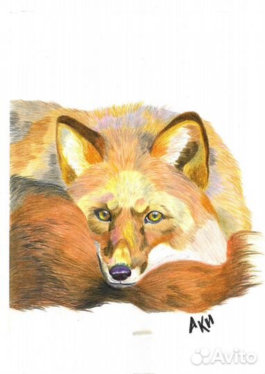 Питомцу в подарок