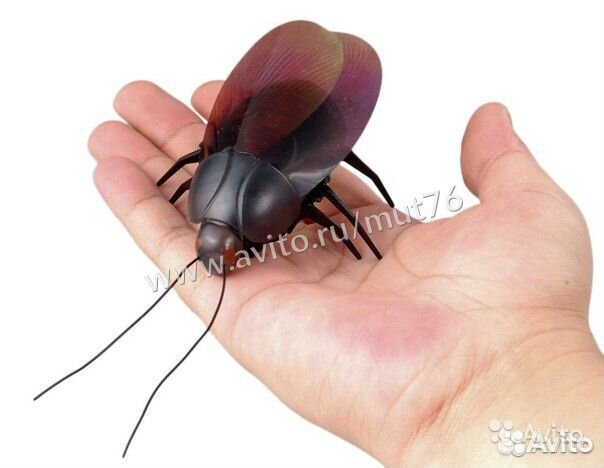 Жук р/у 