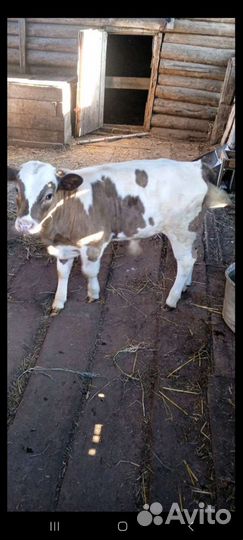 Бычки и быки