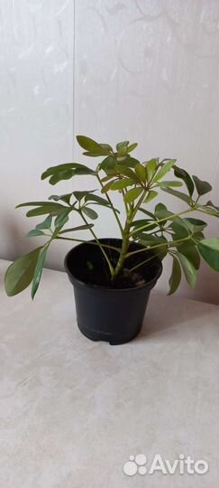 Шефлера. Комнатный цветок. Для офиса растение