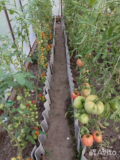 Помидоры, овощи, перец