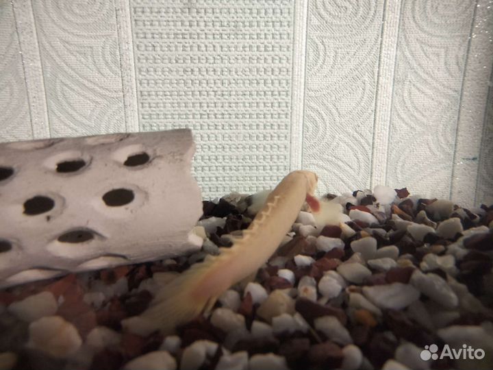 Полиптерус