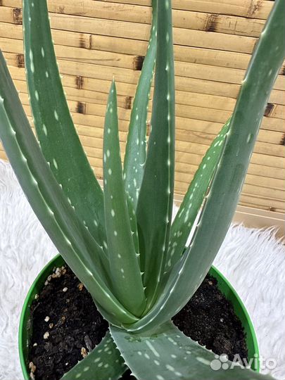 Алоэ вера (лечебное) алое