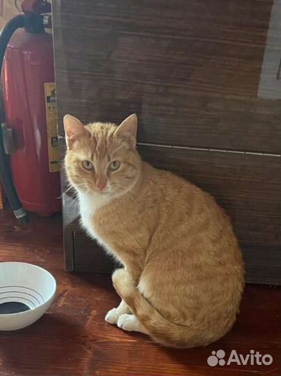 Кот мышелов