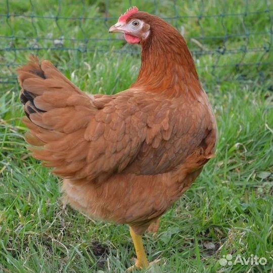 Несушки с фермы