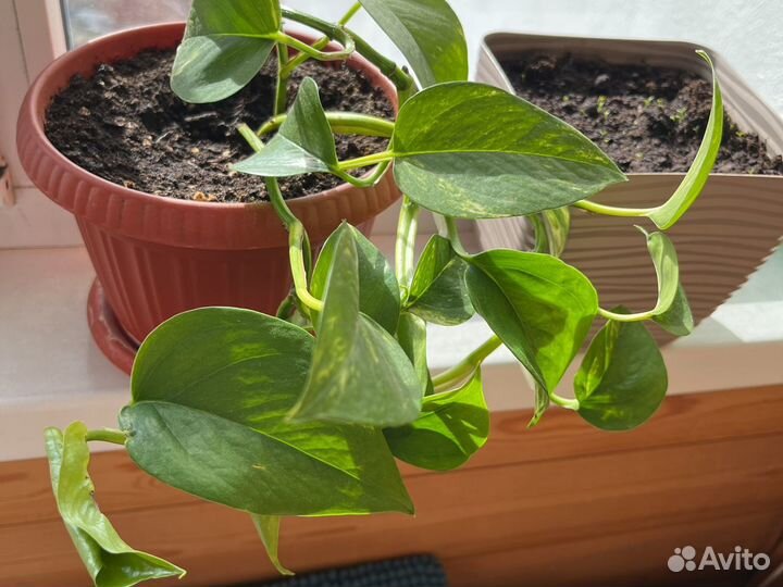 Сциндапсус