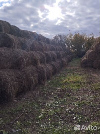 Продам сено в рулонах