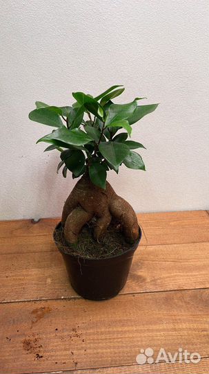 Фикус гинсенг микрокарпа