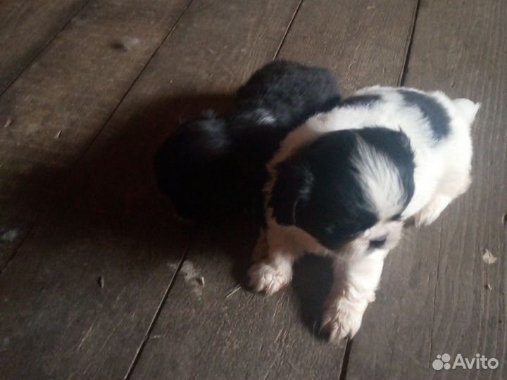 Щенки пекинеса Орёл