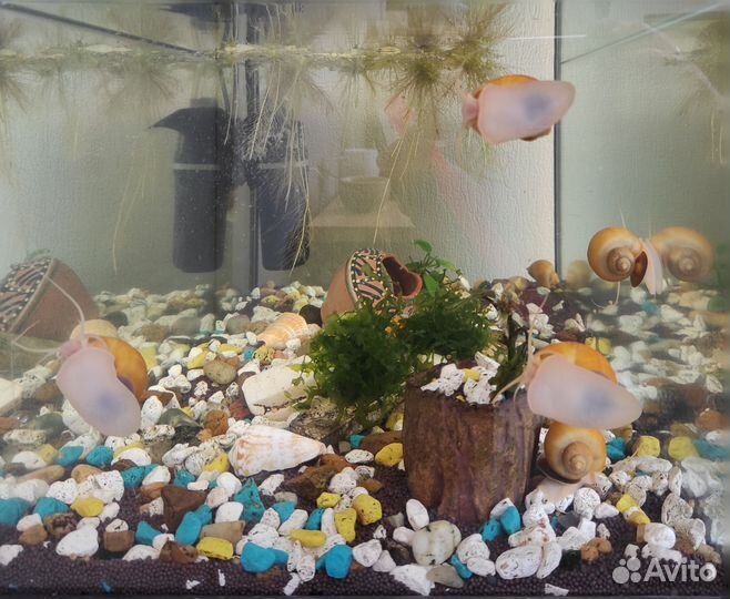 Улитки аквариумные Ампулярии