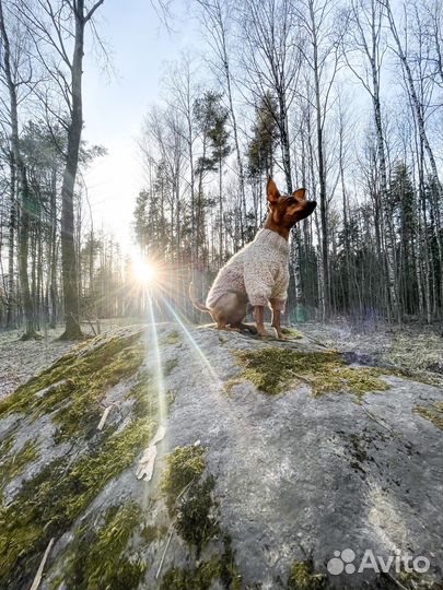 Свитер для собак мелких пород