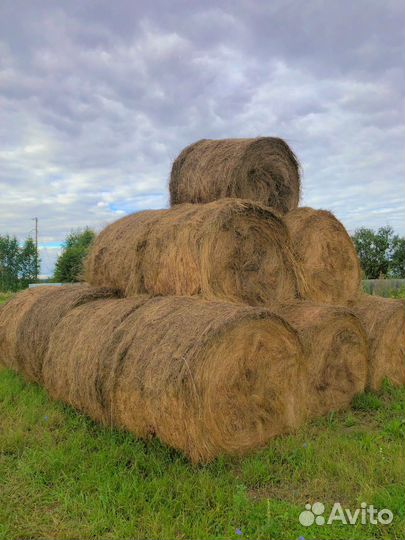Продам сено в рулонах, свежий укос