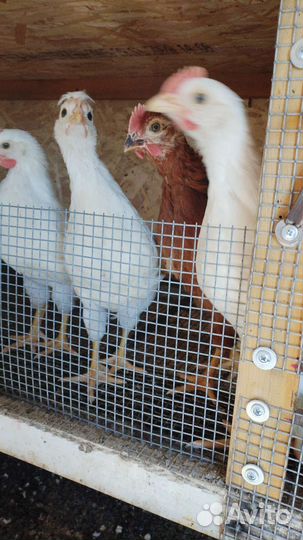 Цыплята несушки