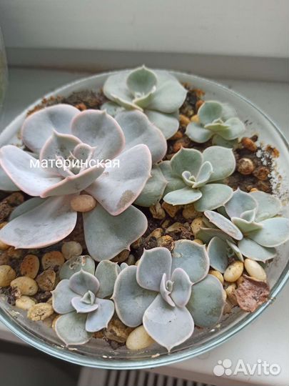 Эчеверия, эхеверия, крассула, хавортия