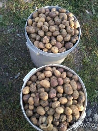 Картофель мелкий на корм
