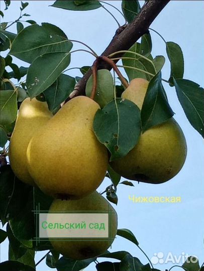 Саженцы яблони и груши