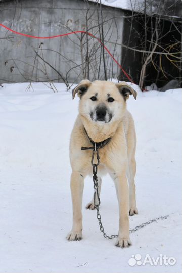 Собака девочка Веста