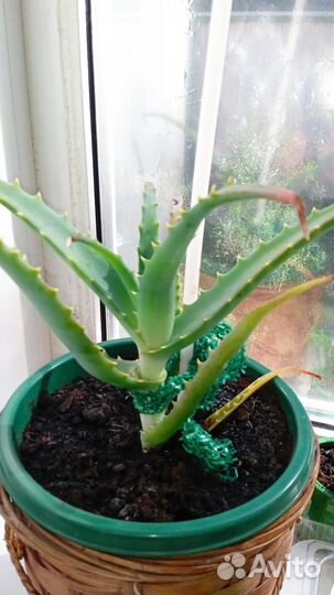 Рассада алоэ
