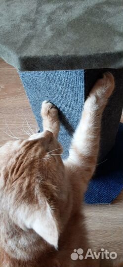 Когтеточка для кошек