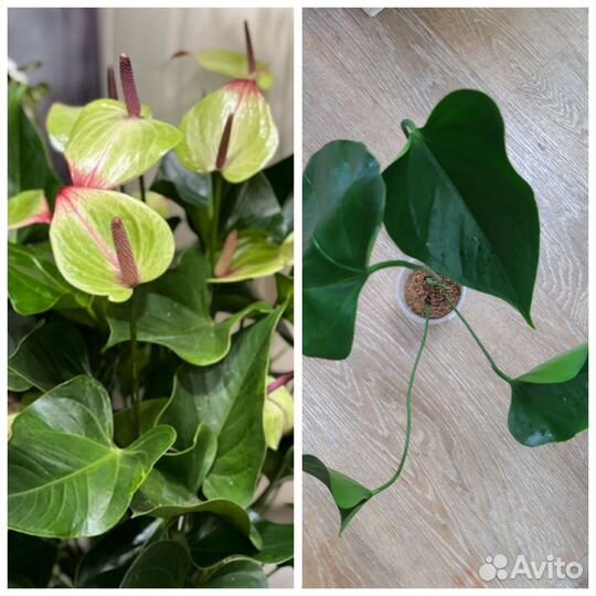 Антуриум и др