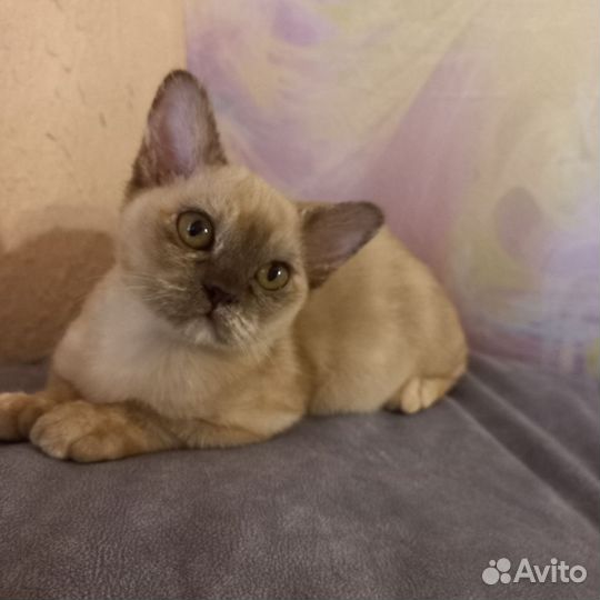 Шоколадная черепашка Бурмы