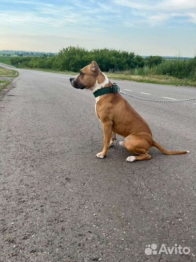 Стаффордширский терьер вязка