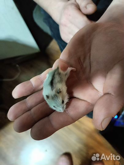 Джунгарский хомяк