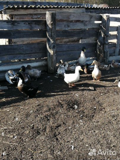 Утки голубой фаворит